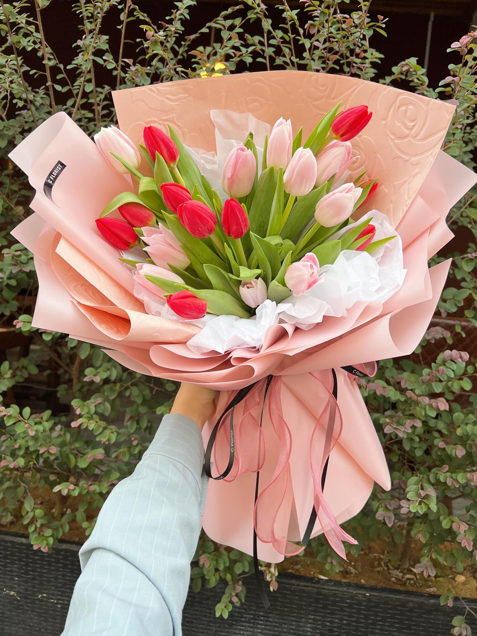 Sweet Flame Red Pink Tulip