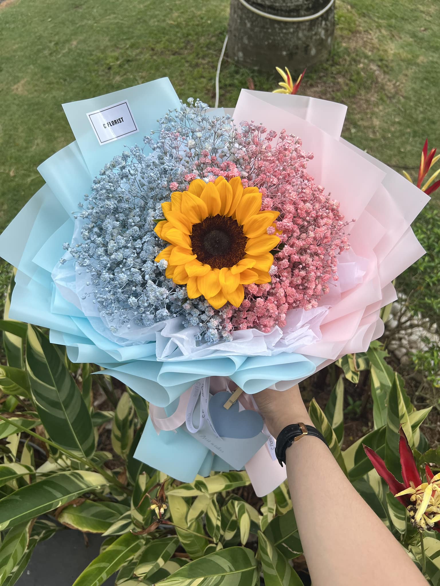 Cotton Candy Sunflower